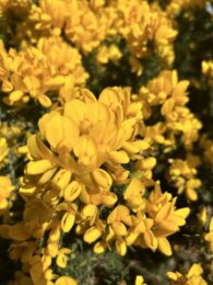 Gorse flowers