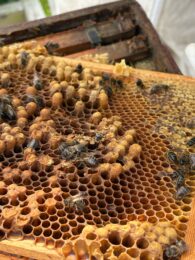 Hatching bees