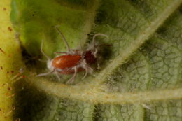 Tiny beetle with a fungus (Cordyceps sp.) erupting out of it, on the underside of a leaf of a hazel tree.