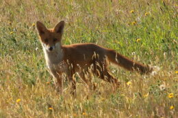 Fox (Vulpes vulpes) near the wind turbines. 