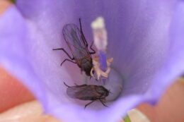 Two dance flies (Hilara scrobiculata) inside the flower of a harebell (Campanula rotundifolia).