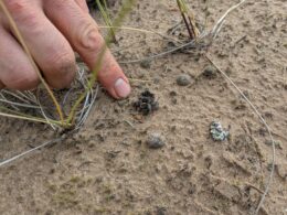 Reforesting Scotland visits the Hinterland - finding rare lichen, close up