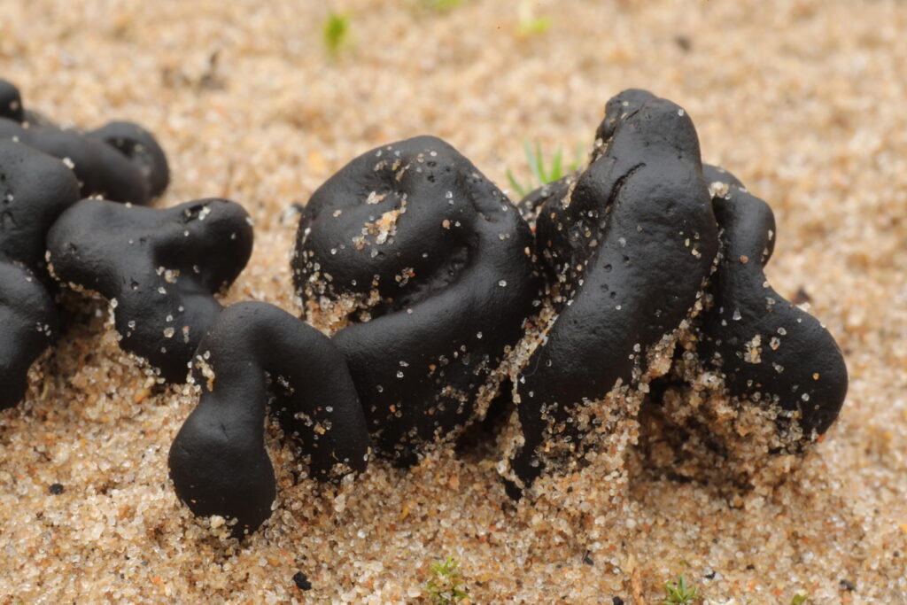 IMG_7454 Sandy earthtongue fungus (Sabuloglossum arenarium) fruiting on sand, Findhorn Hinterland