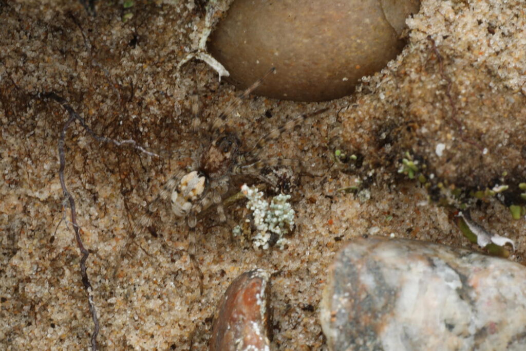 IMG_7464 Sand bear spider, a wolf spider (Arctosa perita) camouflaged on sand, Findhorn Hinterland