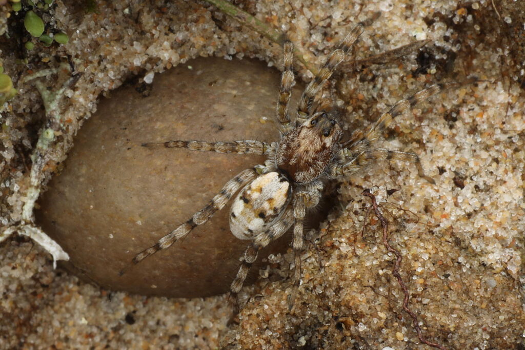 IMG_7467 Sand bear spider, a wolf spider (Arctosa perita) camouflaged on sand, Findhorn Hinterland