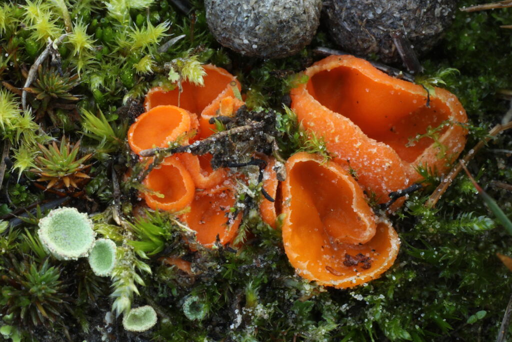 IMG_7630 Orange cup-like fungi (Neottiella rutilans) amongst moss, Findhorn Hinterland