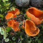 Orange cup-like fungi (Neottiella rutilans) amongst moss in the dune heath area on 8th November 2025.