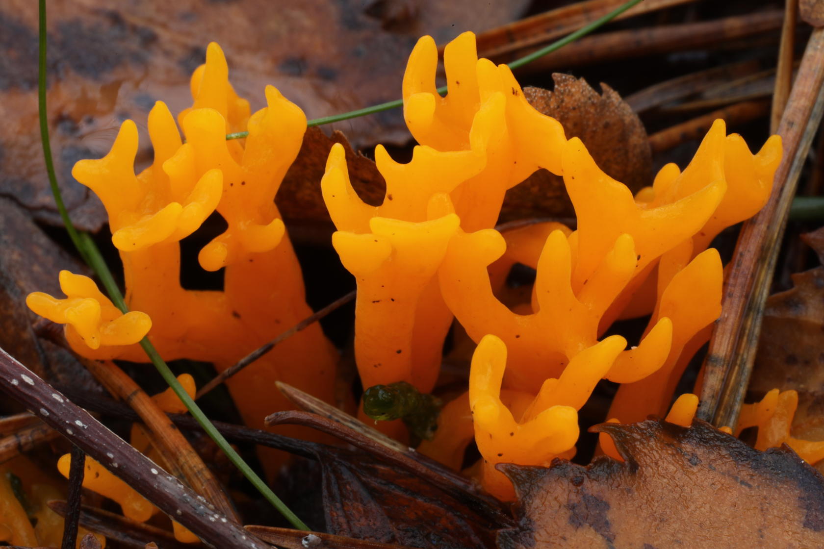 Yellow-stagshorn-fungus-Calocera-viscosa-amongst-pine-needles-on-the-forest-floor-Findhorn-Hinterland