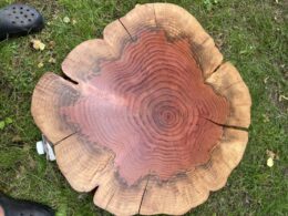 Redwood segment, centrepiece in the new Sanctuary