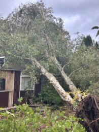 Storm damage, a tree down in the Park