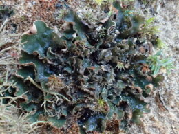 Endangered Felt Lichen. Photo Heather Paul