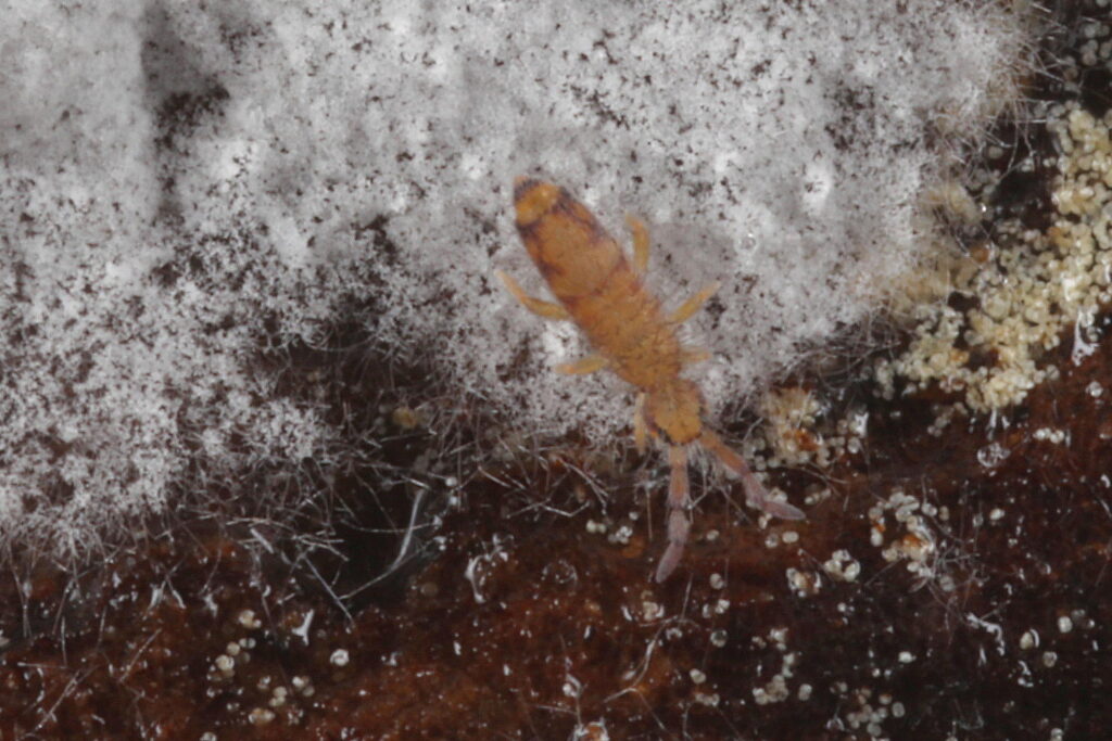 IMG_8003 Springtail (Willowsia nigromaculata) on a white fungus on a fallen piece of old bark from a pine tree (Pinus sp.), Findhorn Hinterland - crop
