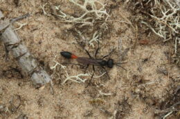 Red-banded sand wasp (Ammophila sabulosa) Alan Watson Featherstone